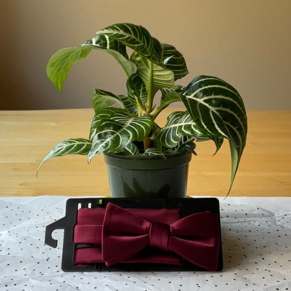 👔🥸👔 KHOL’S MEN’S  BOW TIE 🥸👔🥸 NWT 🥸👔🥸 - Picture 3 of 16